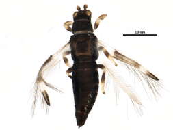 Imagem de Caliothrips fasciatus (Pergande 1895)