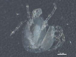 Image of Pionidae