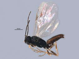 Image of dryinids