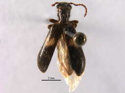 Image of Cymatodera decipiens Fall 1906