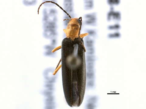 Image of Xanthochroina