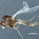 Image of Rheosmittia spinicornis (Brundin 1956)