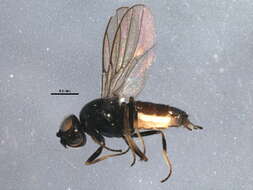 Image of Carnoidea