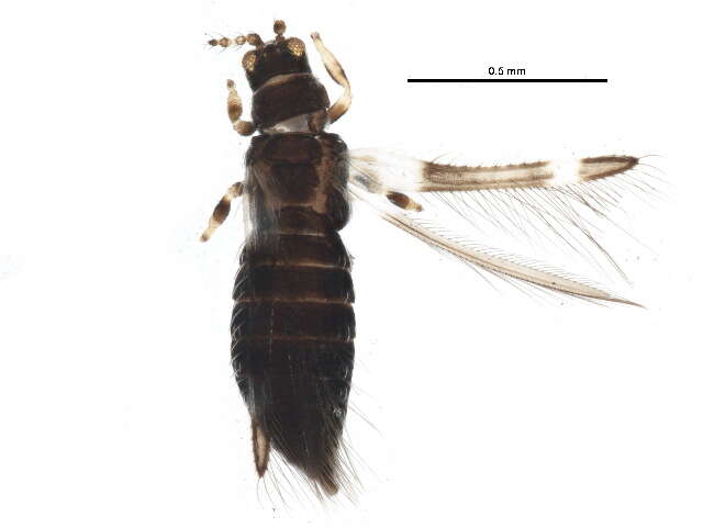 Imagem de Caliothrips fasciatus (Pergande 1895)