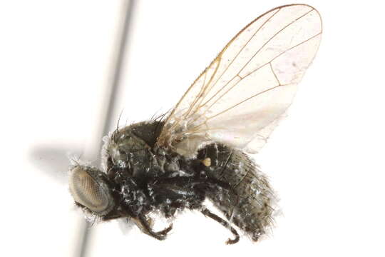Image of Pseudocoenosia