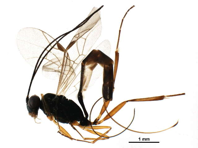 Image of Cremastinae