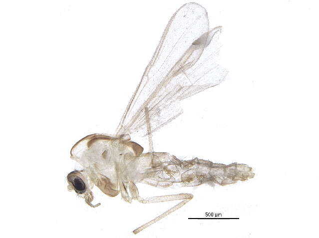 Image of Parametriocnemus