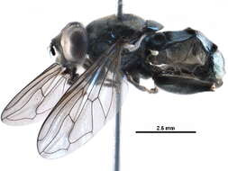 Image of Chalcosyrphus