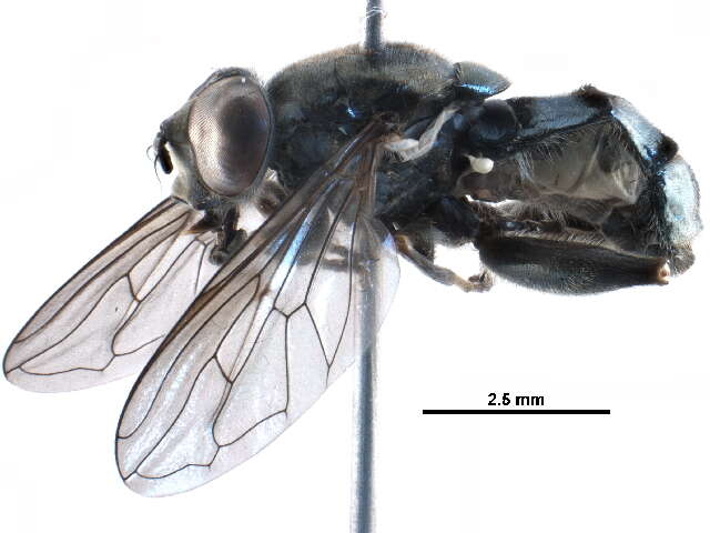 Image of Chalcosyrphus