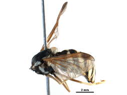 Image of Chrysotoxum integrum