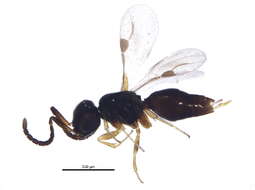 Image of megaspilid wasps