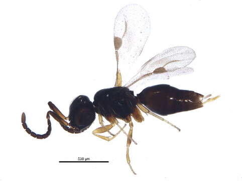 Image of Megaspilidae