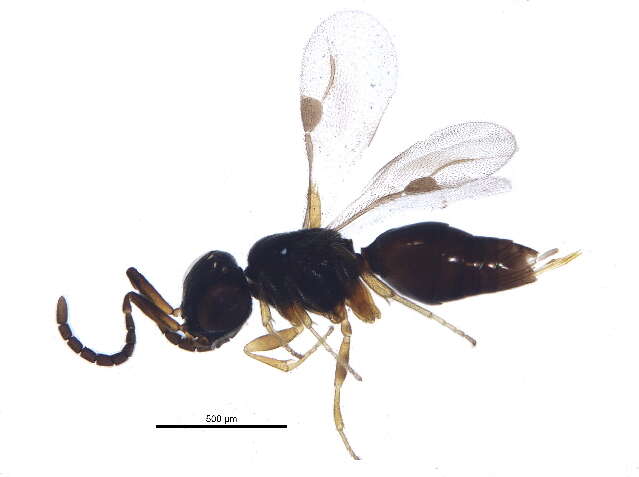 Image of megaspilid wasps