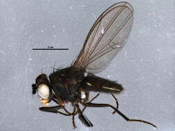 Image of shore flies