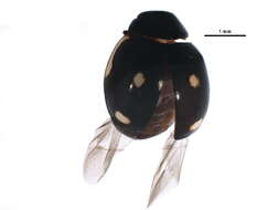 Image of Hyperaspis lateralis Mulsant 1850