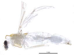 Image of Dicrotendipes