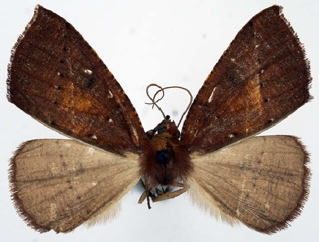 Image of Heterodisca castanea Warren 1906
