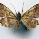 Image de Crypsimetalla aurata Warren 1902