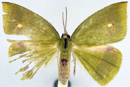 Image of Oenochlora imperialis Warren 1896