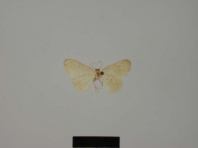 Image de Idaea oberthuri Lucas 1917