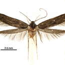 Image of Asymphorodes porphyrarcha Meyrick 1929