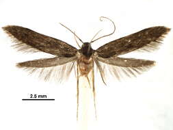 Image of Asymphorodes porphyrarcha Meyrick 1929
