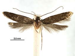 Image of Asymphorodes porphyrarcha Meyrick 1929