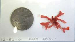 Image of Eurhodophytina