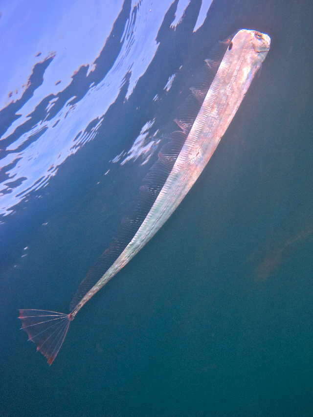 Image of ribbonfishes