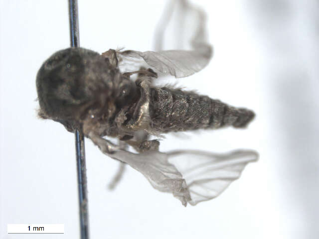 Sivun Cnesia dissimilis (Edwards 1931) kuva