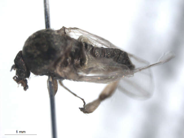 Sivun Cnesia dissimilis (Edwards 1931) kuva