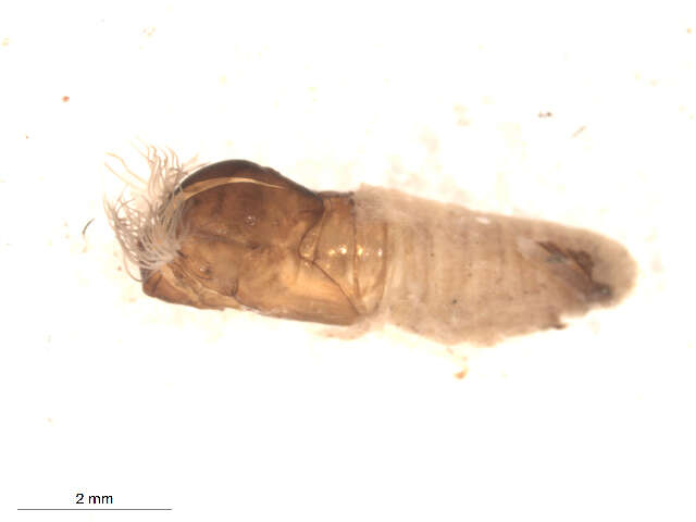 Sivun Cnesia dissimilis (Edwards 1931) kuva