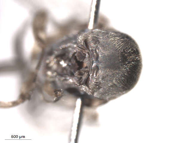 Sivun Cnesia dissimilis (Edwards 1931) kuva