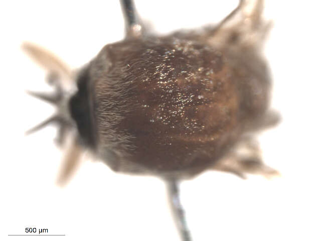 Sivun Cnesia dissimilis (Edwards 1931) kuva