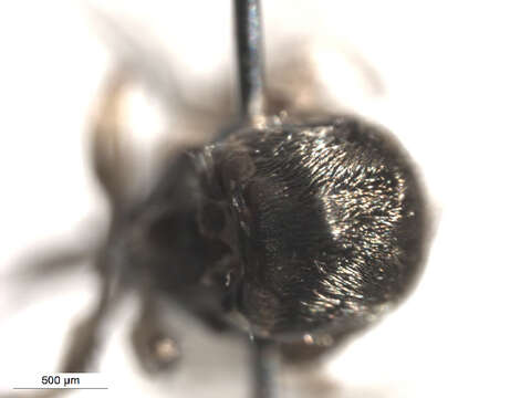 Sivun Cnesia dissimilis (Edwards 1931) kuva