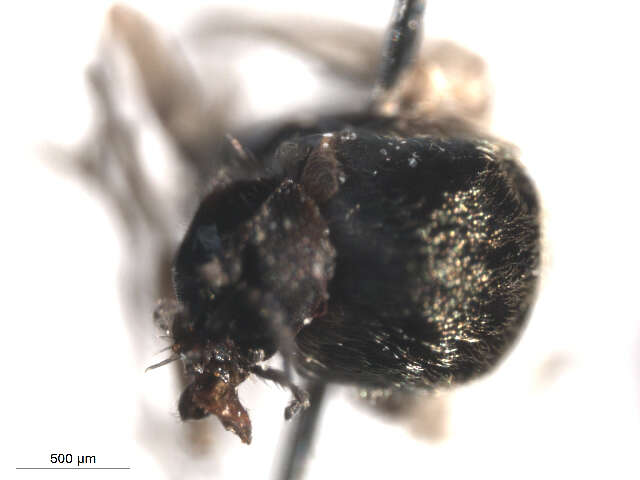 Sivun Cnesia dissimilis (Edwards 1931) kuva