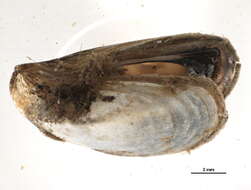 Image of Dreissenoidea Gray 1840