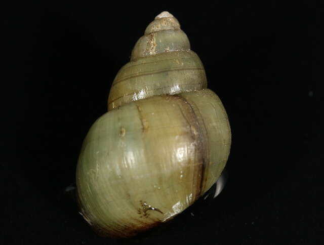 Image of Bellamya chinensis