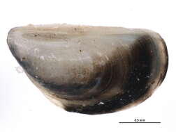 Image of Dreissenoidea Gray 1840