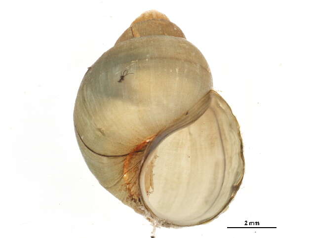 Image of Bellamya chinensis