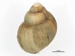 Image of Bellamya chinensis