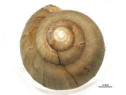 Image of Bellamya chinensis