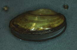 Image of mussel