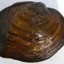 Image of Quadrula quadrula (Rafinesque 1820)