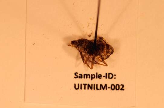 Image of winter moth