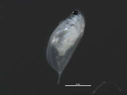 Image of Daphnia cf. pulex