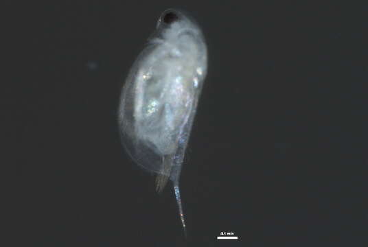 Image of Daphnia cf. pulex