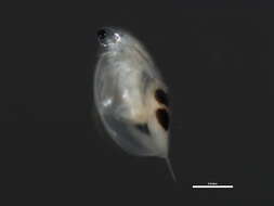 Image of Daphnia cf. pulex