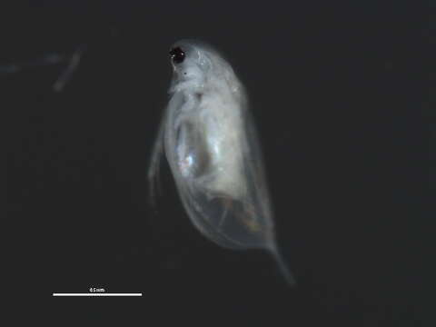 Image of Daphnia cf. pulex