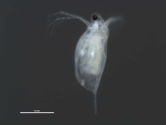 Image of Daphnia cf. pulex